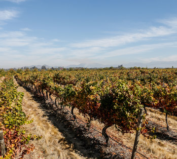 「アルト・マイポ」に存在する赤ワイン最上のテロワールの一つ、DOピルケ（PIRQUE)