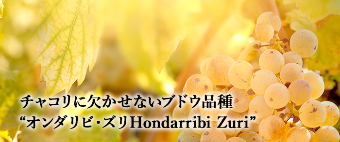 チャコリに欠かせないブドウ品種 オンダリビ・ズリ Hondarribi Zuri